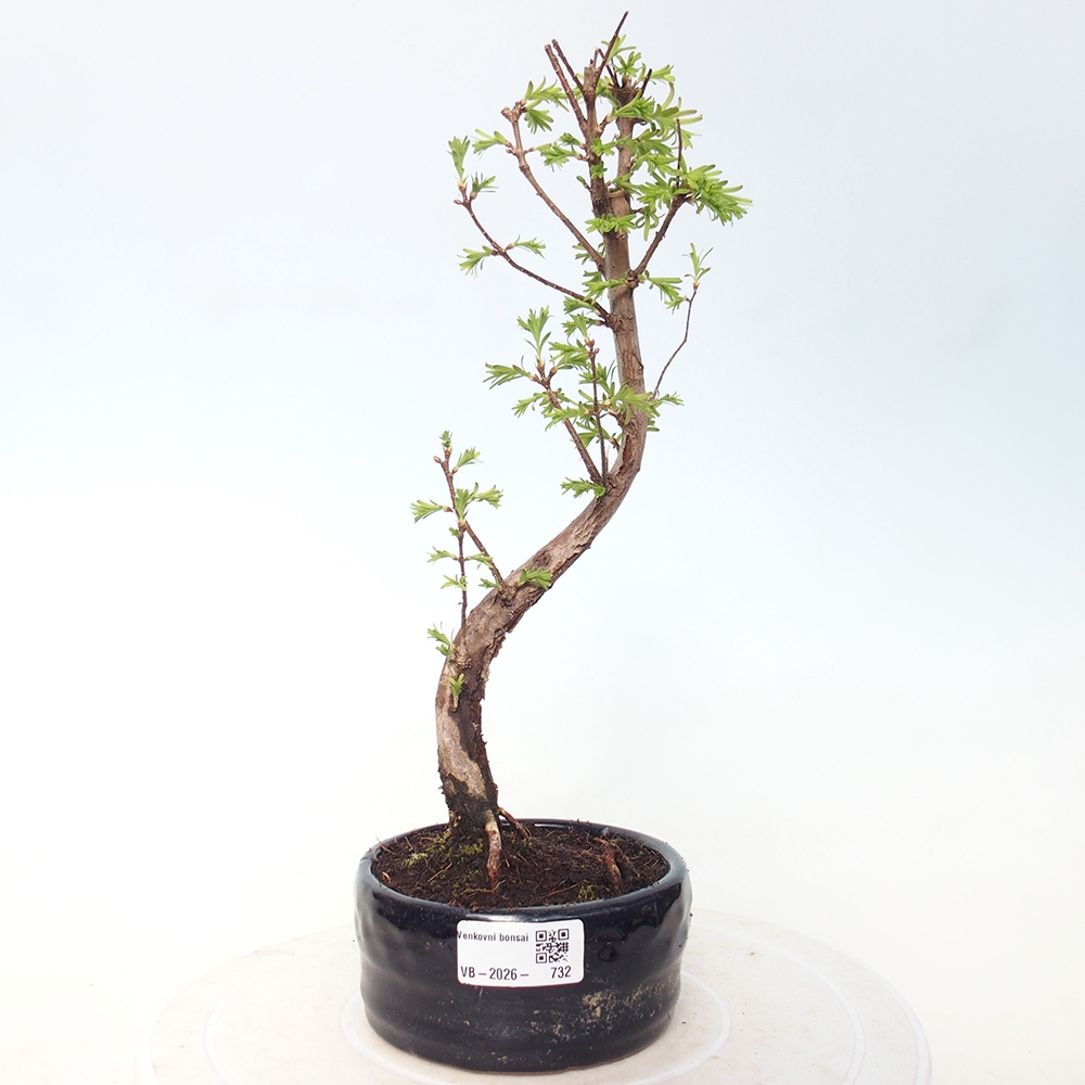 Kültéri bonsai - Metasequoia glyptostroboides - Kínai metasequoia