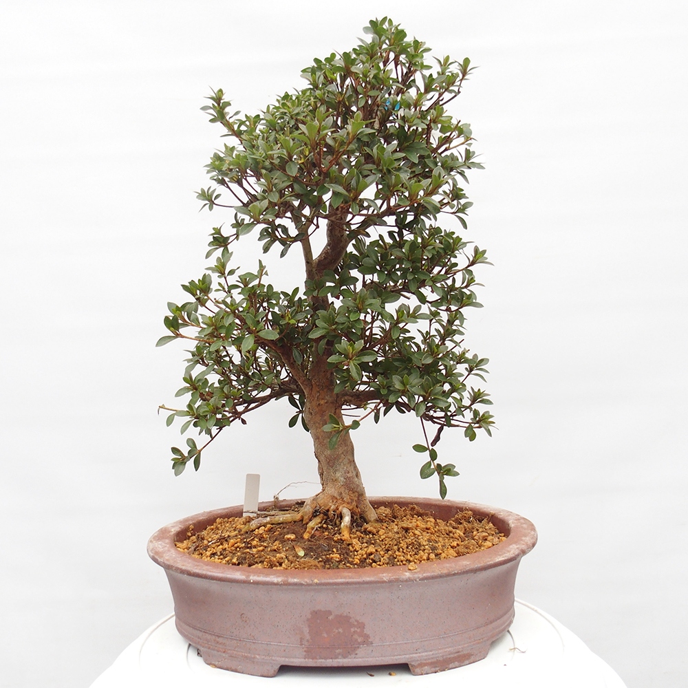 Kültéri bonsai - Japán azálea - Azalea Hanatsuzuri