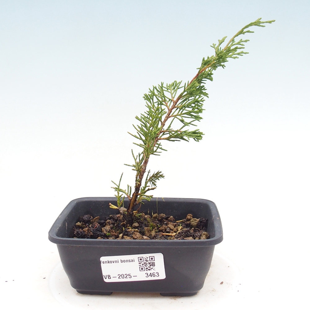 Kültéri bonsai - Juniperus chinensis Itoigawa