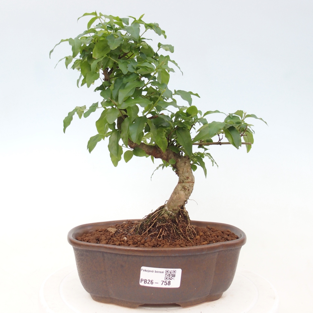 Szobai bonsai -Ligustrum chinensis - Madárcsőr