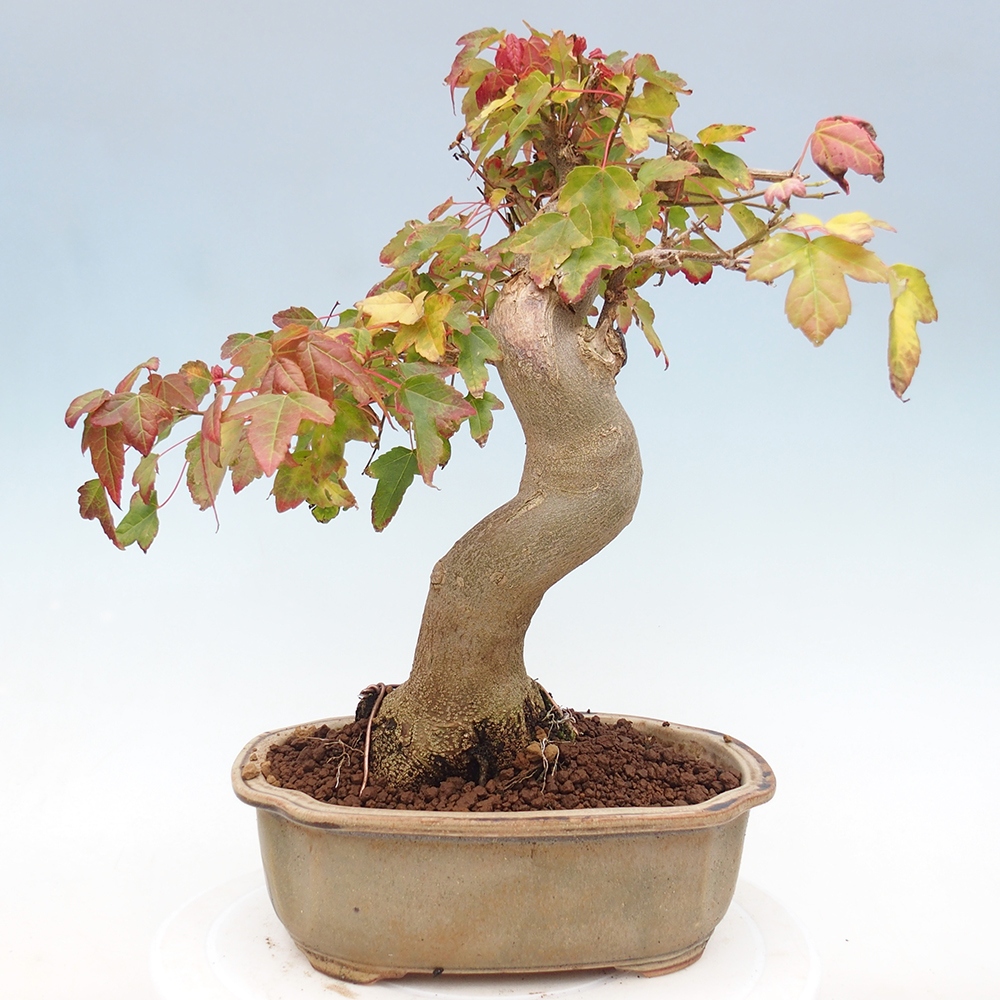 Kültéri bonsai - Acer Buergerianum - Burger juhar