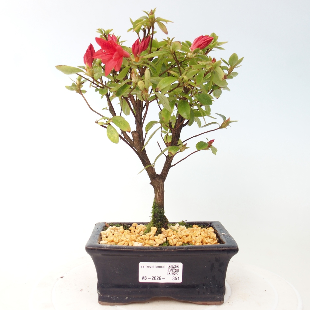 Kültéri bonsai - japán azálea - Azalea sp.