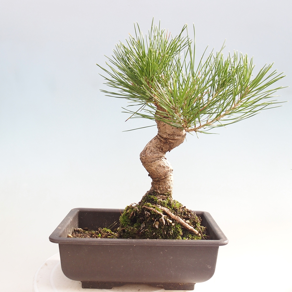 Kültéri bonsai - Pinus thunbergii - Thunberg fenyő