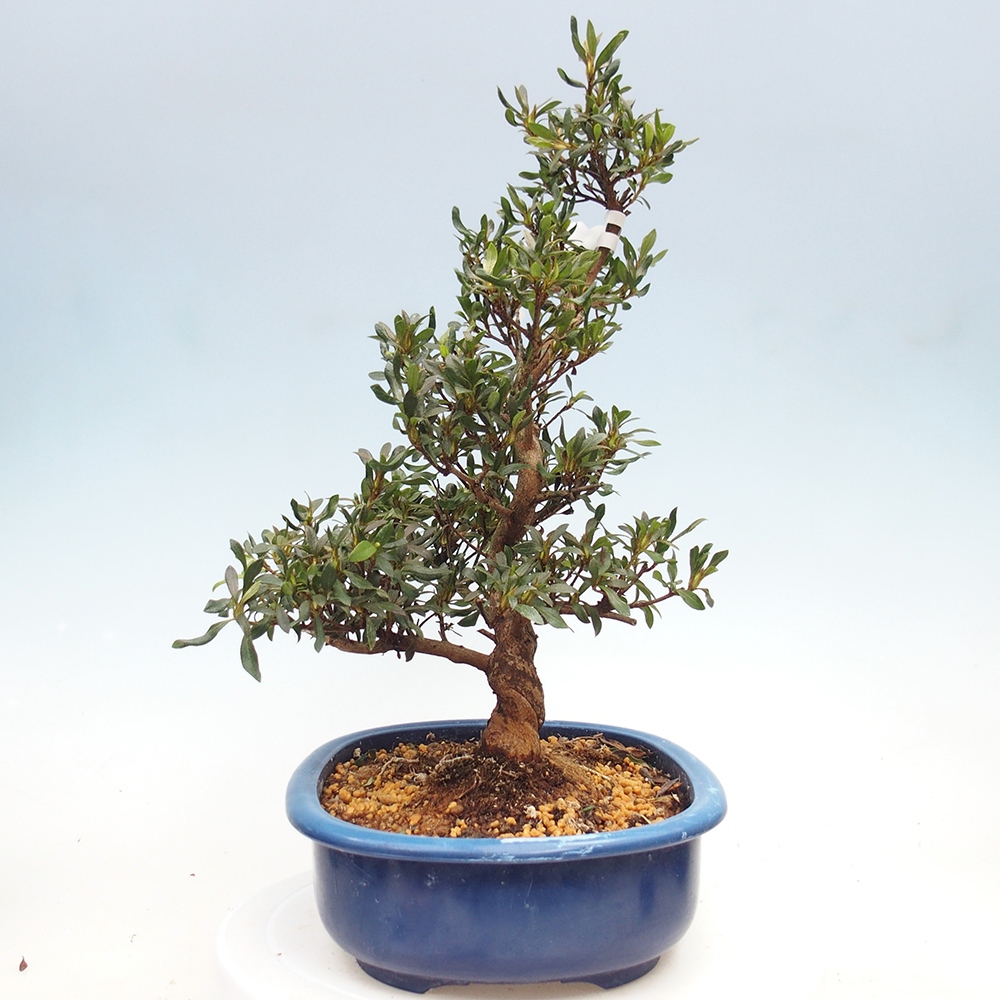 Kültéri bonsai - japán azálea - Azálea CHIHIRO