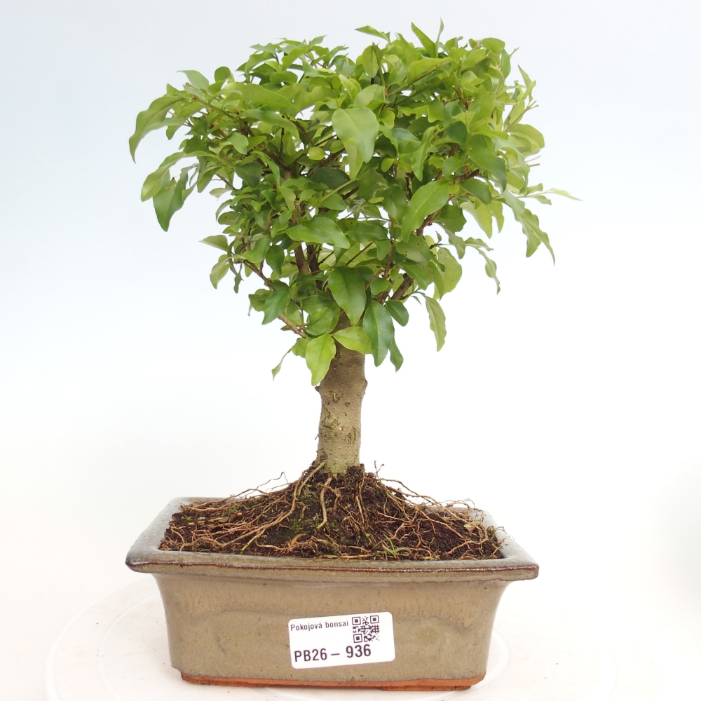 Szobai bonsai -Ligustrum chinensis - Madárcsőr