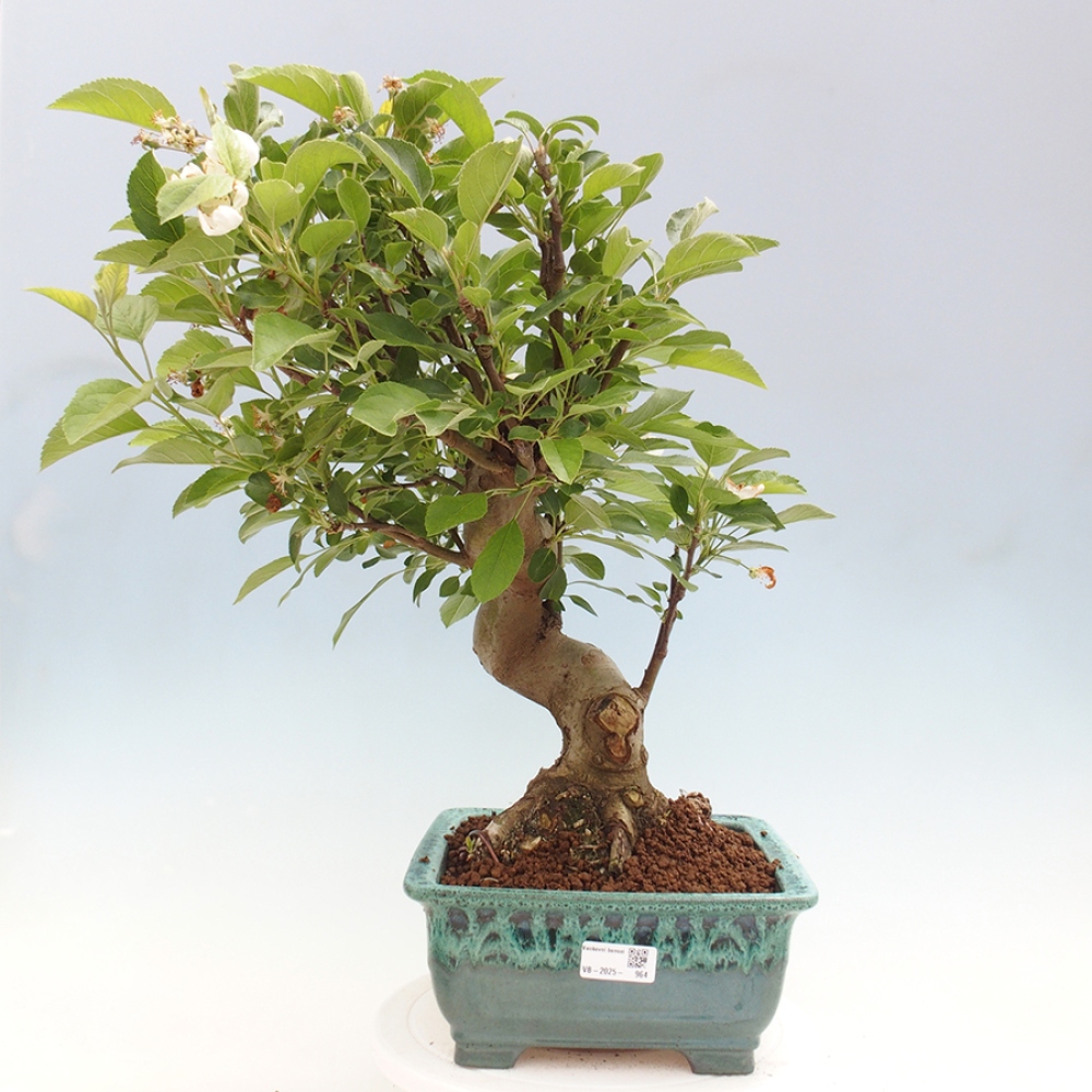 Kültéri bonsai -Malus halliana - Kis gyümölcsű almafa