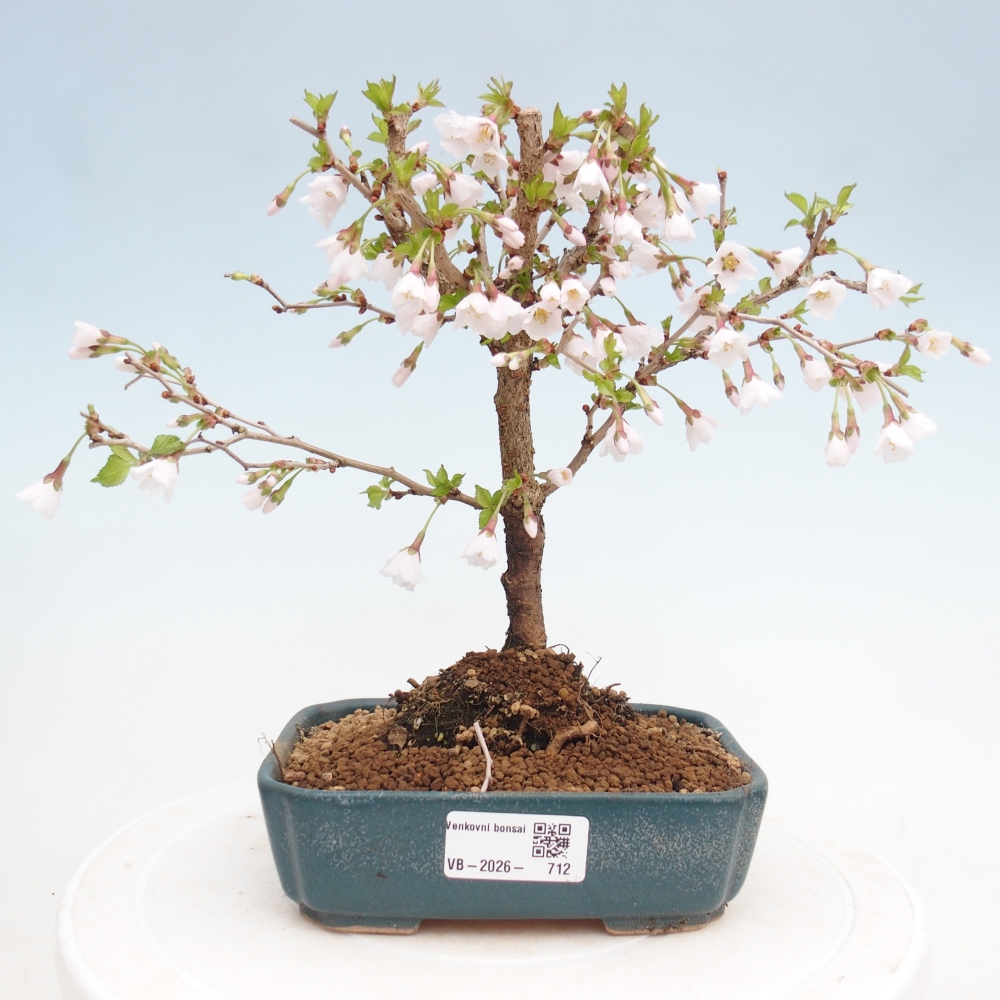 Kültéri bonsai - Prunus incisa Kojou-no mai-Plivon kivágva