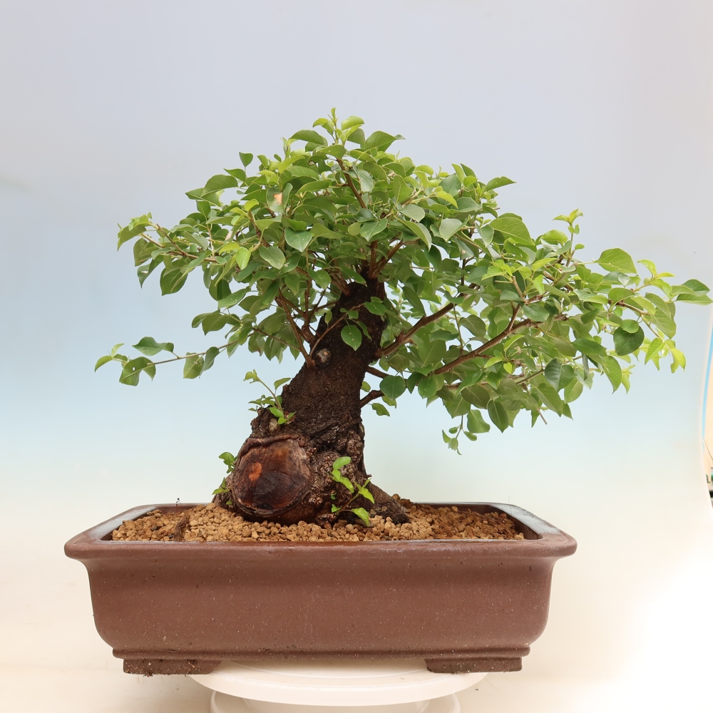 Kültéri bonsai - Mahalebka - Prunus mahaleb - Prunus mahaleb