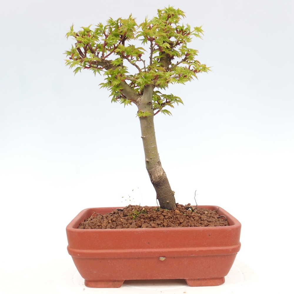 Kültéri bonsai -Javor pálma Acer palmatum Shishigashira