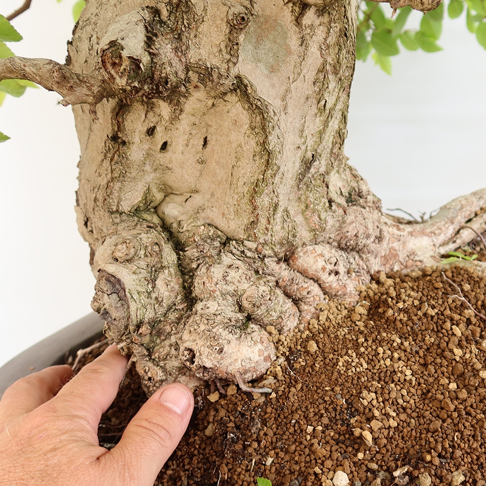 Kültéri bonsai -Carpinus Coreana - Koreai gyertyánfa