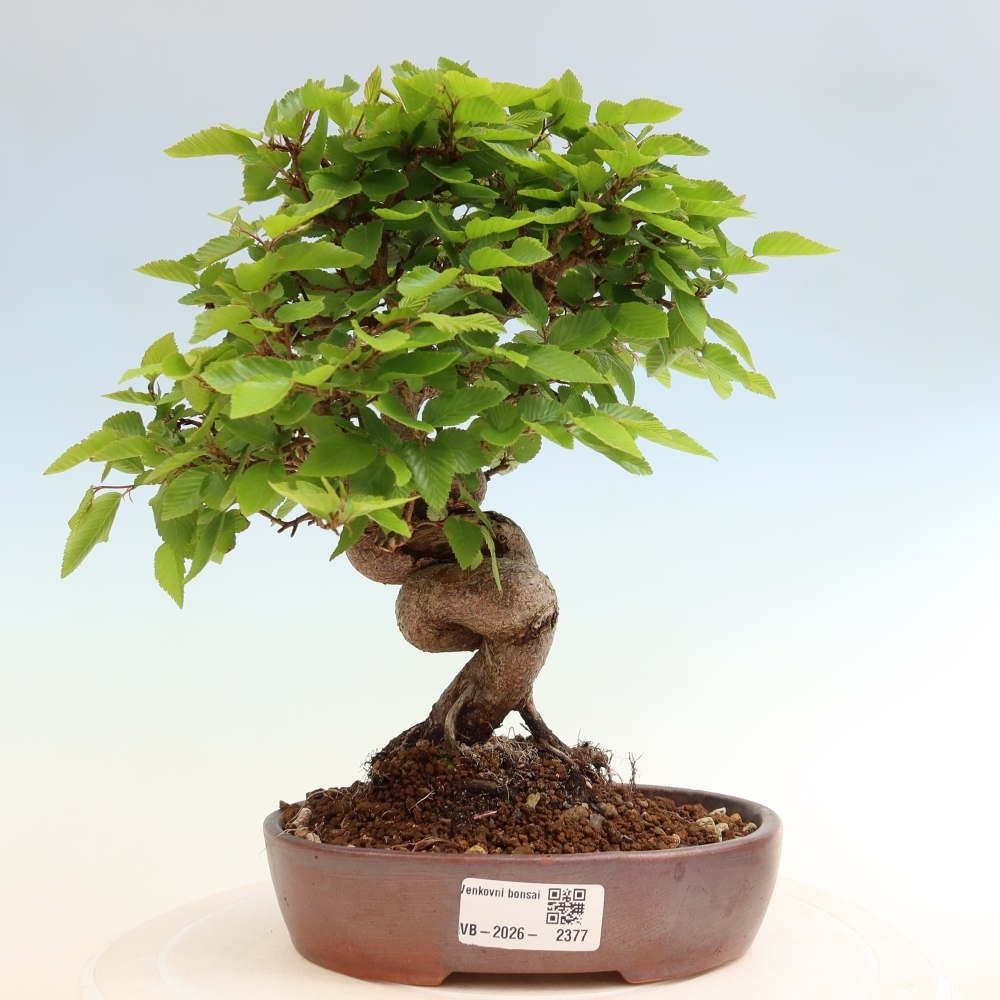 Kültéri bonsai -Carpinus Coreana - Koreai gyertyánfa