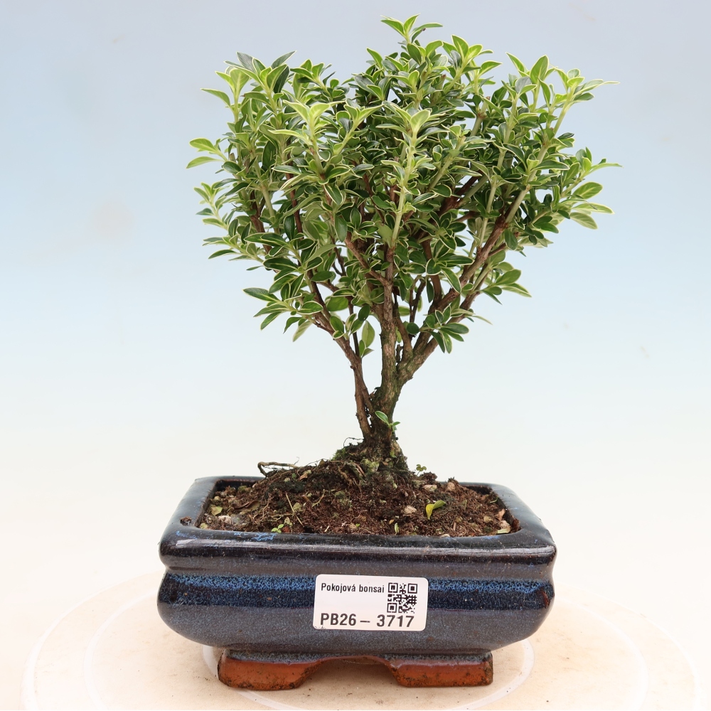 Szobai bonsai - Serissa foetida Variegata - Az ezer csillag fája