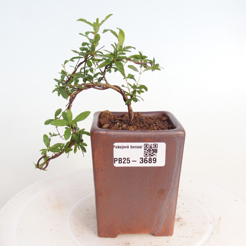 Szobai bonsai-PUNICA granatum nana-gránátalma
