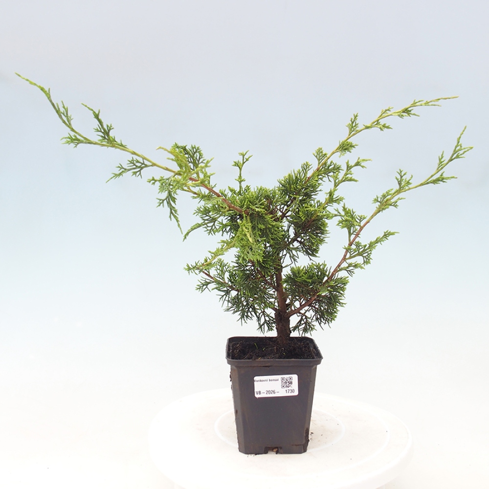 Kültéri bonsai - Juniperus chinensis Itoigawa