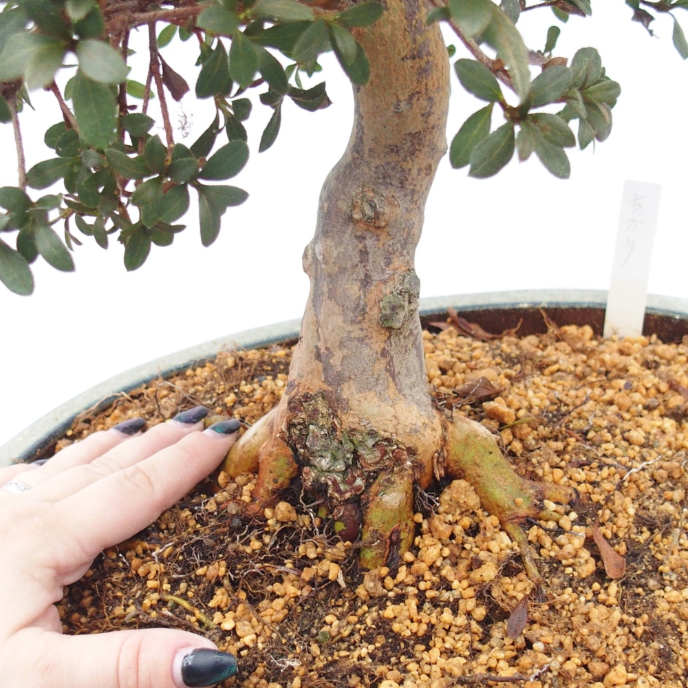 Kültéri bonsai - Japán azálea - Azalea Akari