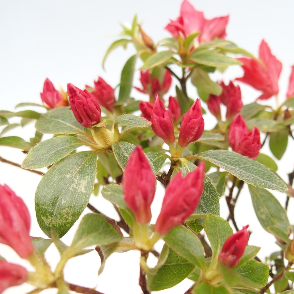 Kültéri bonsai - japán azálea - Azalea sp.