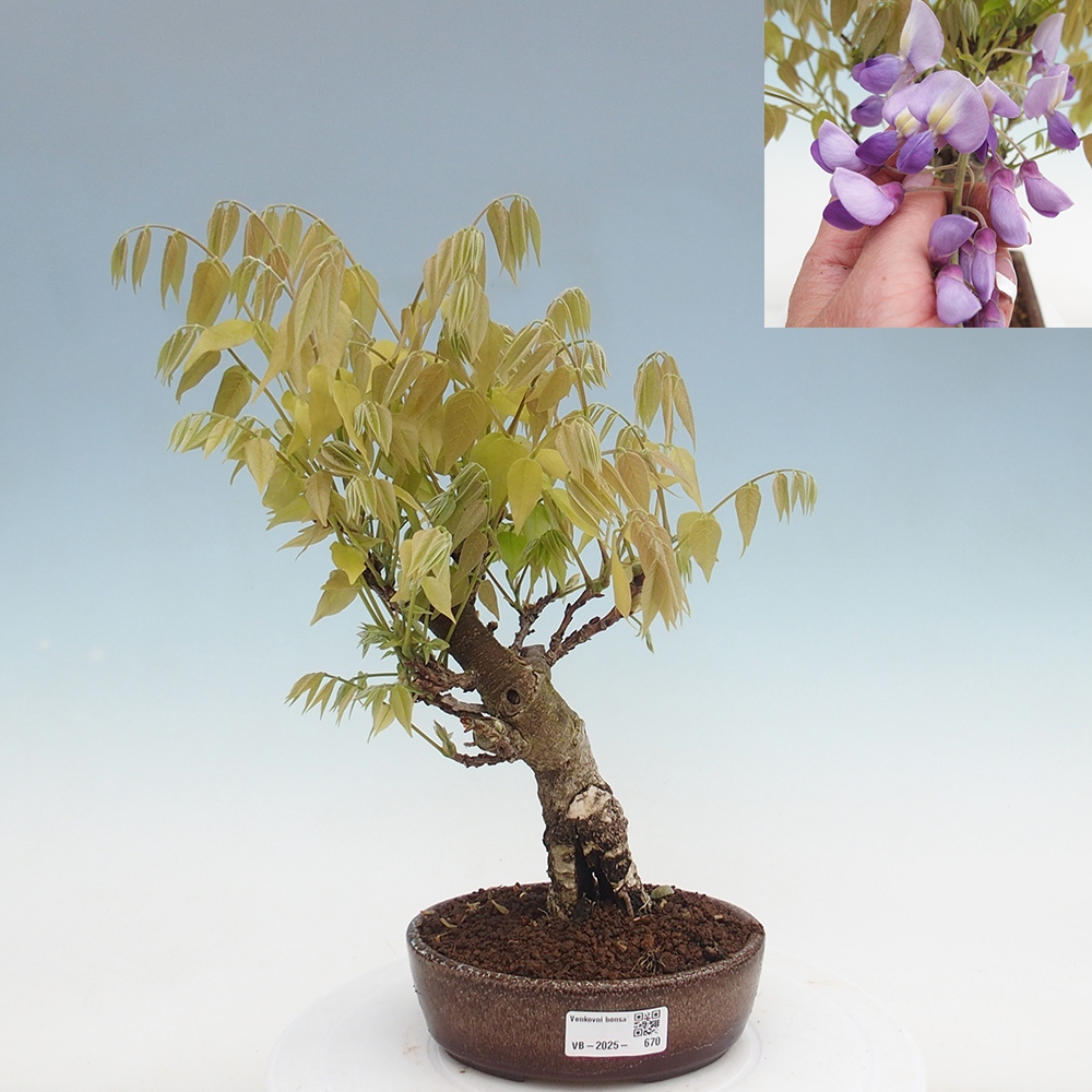 Kültéri bonsai - Wisteria floribunda