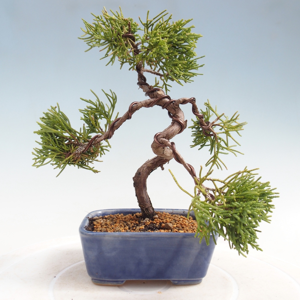 Kültéri bonsai - Juniperus chinensis Kishu