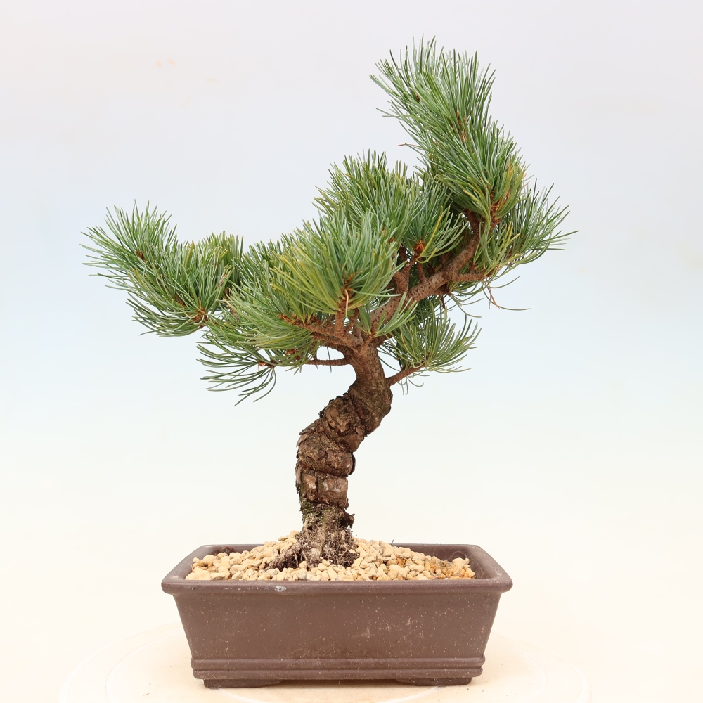 Kültéri bonsai - Pinus parviflora - Pinus parviflora