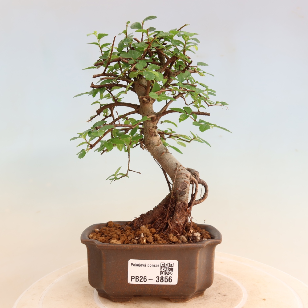 Szobai bonsai - Ulmus parvifolia - Kislevelű szilfa