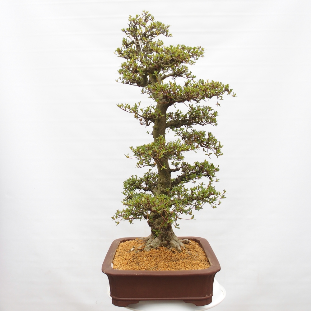 Kültéri bonsai - Japán azálea - Azalea Tochizumi