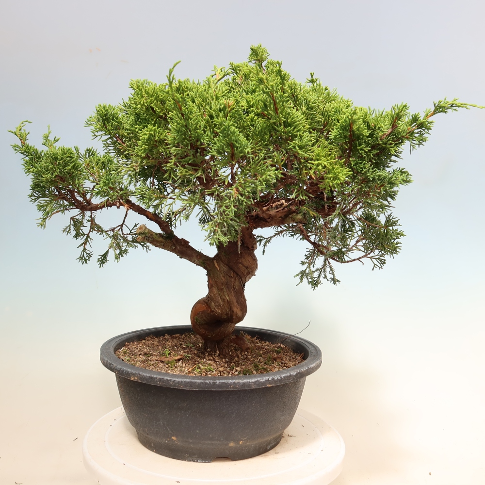 Kültéri bonsai - Juniperus chinensis Itoigawa-Juniperus chinensis