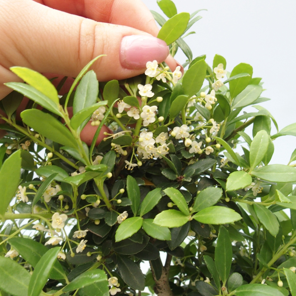 Szobai bonsai - Ilex crenata - Holly