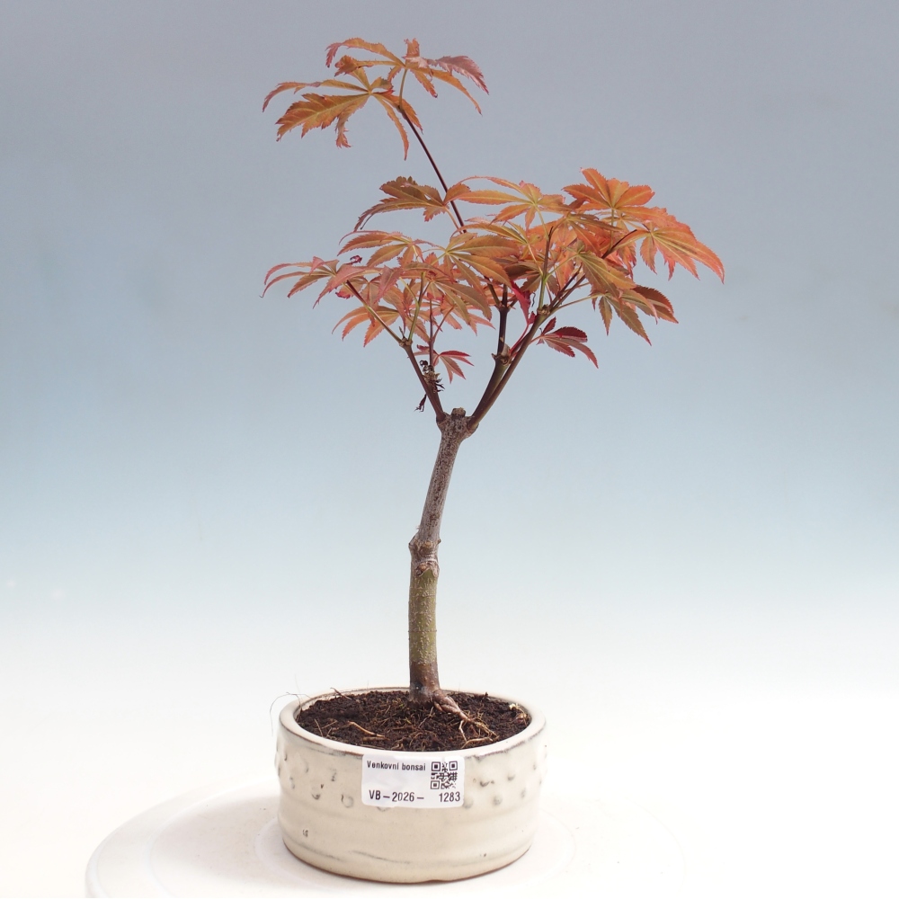 Kültéri bonsai - Acer pálma. Atropurpureum-Javor palmate