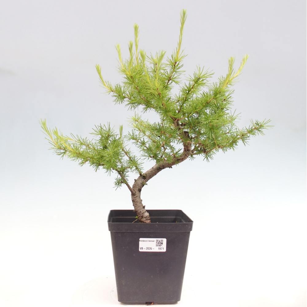 Kültéri bonsai - Larix decidua - vörösfenyő
