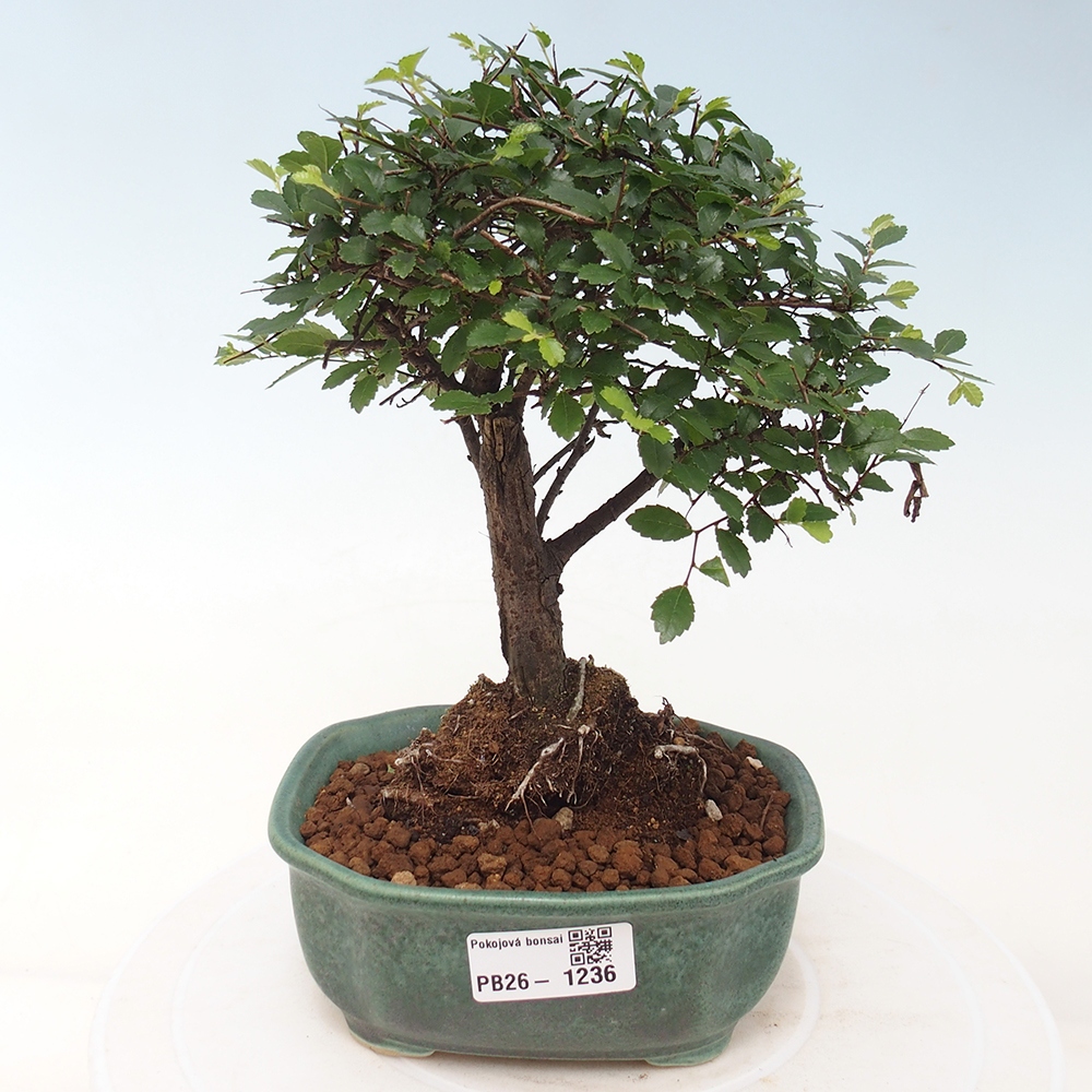 Szobai bonsai - Ulmus parvifolia - Kislevelű szilfa