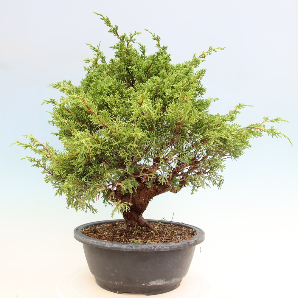 Kültéri bonsai - Juniperus chinensis Itoigawa-Juniperus chinensis