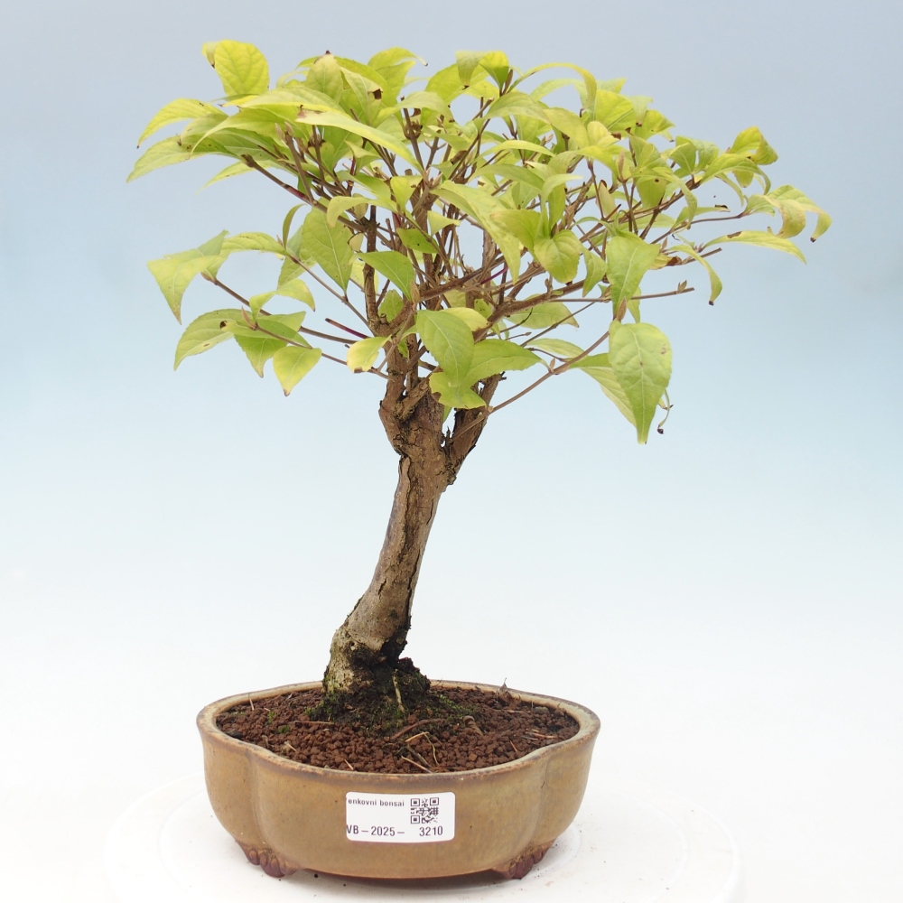 Kültéri bonsai - Callicarpa japonica