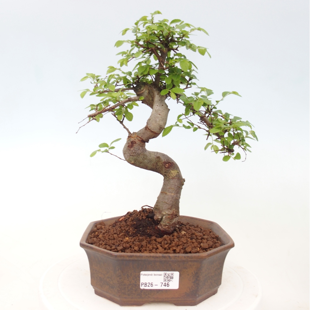 Szobai bonsai - Ulmus parvifolia - Kislevelű szilfa