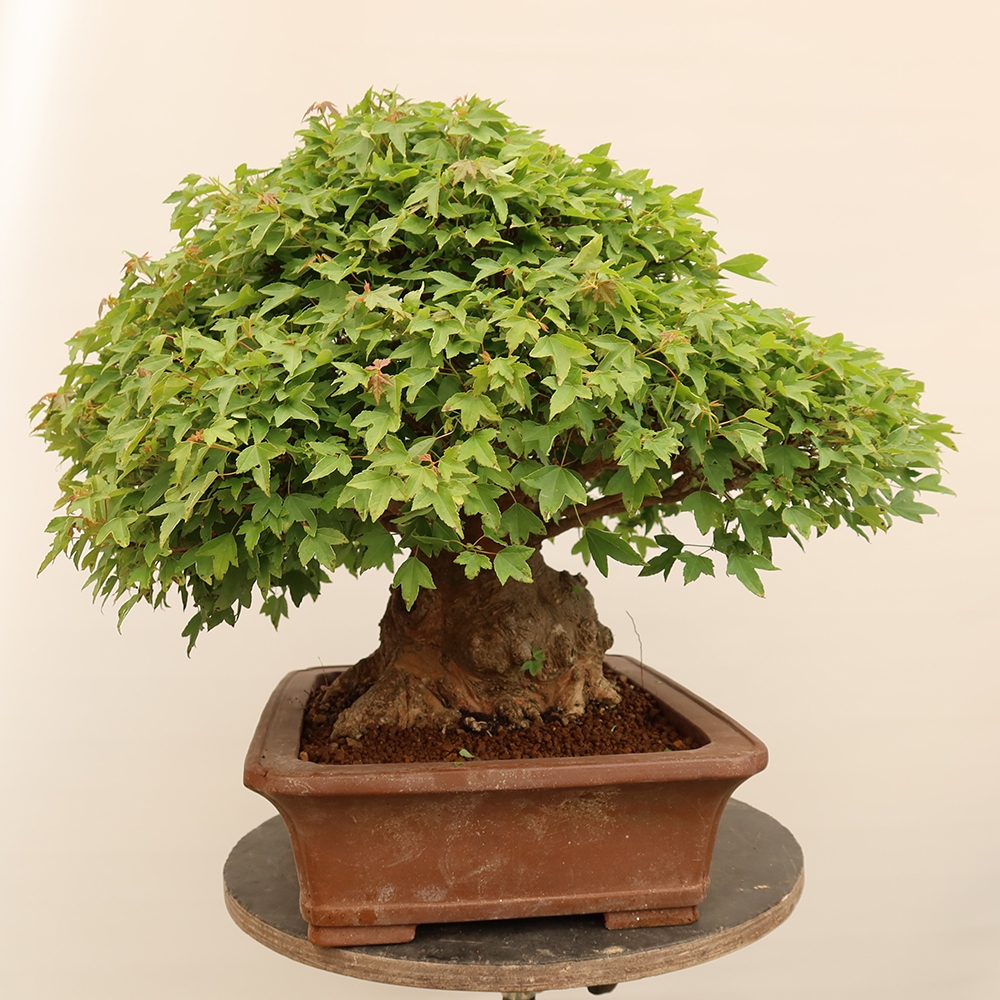 Kültéri bonsai - Juhar Burger - Acer Burgerianum