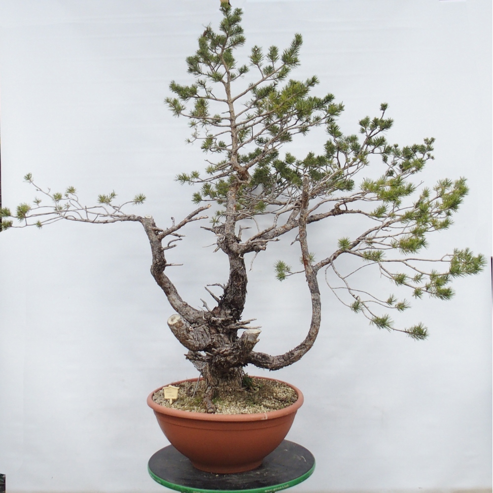 Yamadori - Pinus sylvestris Spanyolország