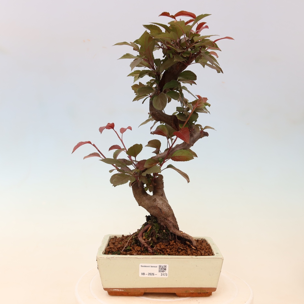 Kültéri bonsai -Malus domestica - Kis gyümölcsű piros levelű almafa