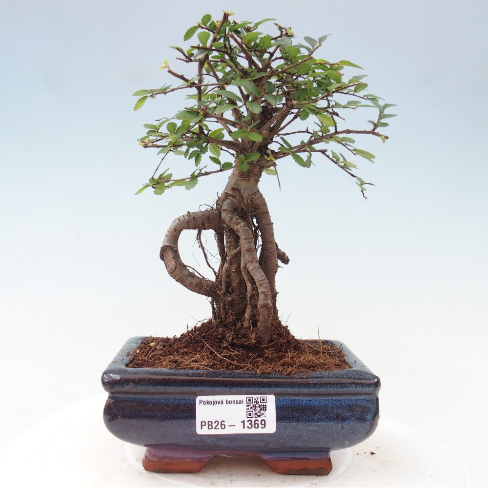 Szobai bonsai - Ulmus parvifolia - Kislevelű szilfa