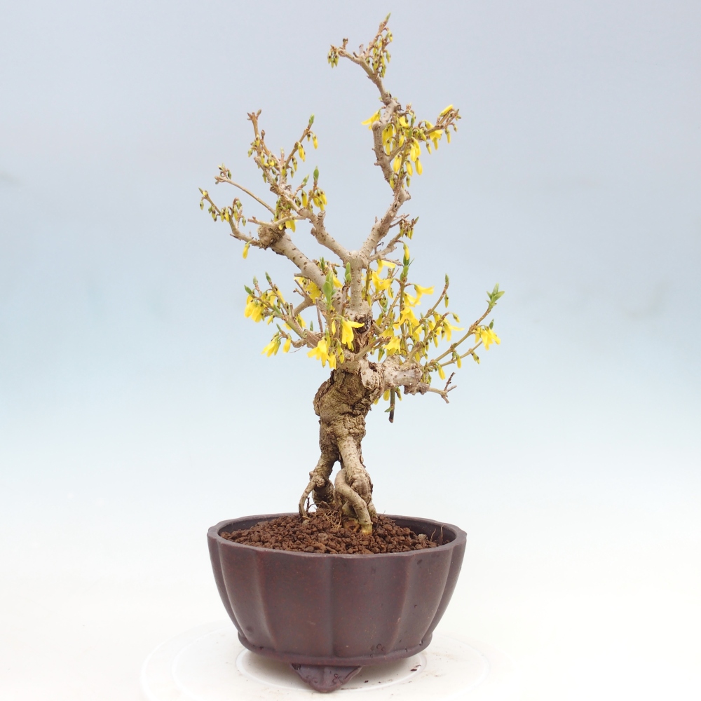 Kültéri bonsai - Zlatice - Forsythia koreana