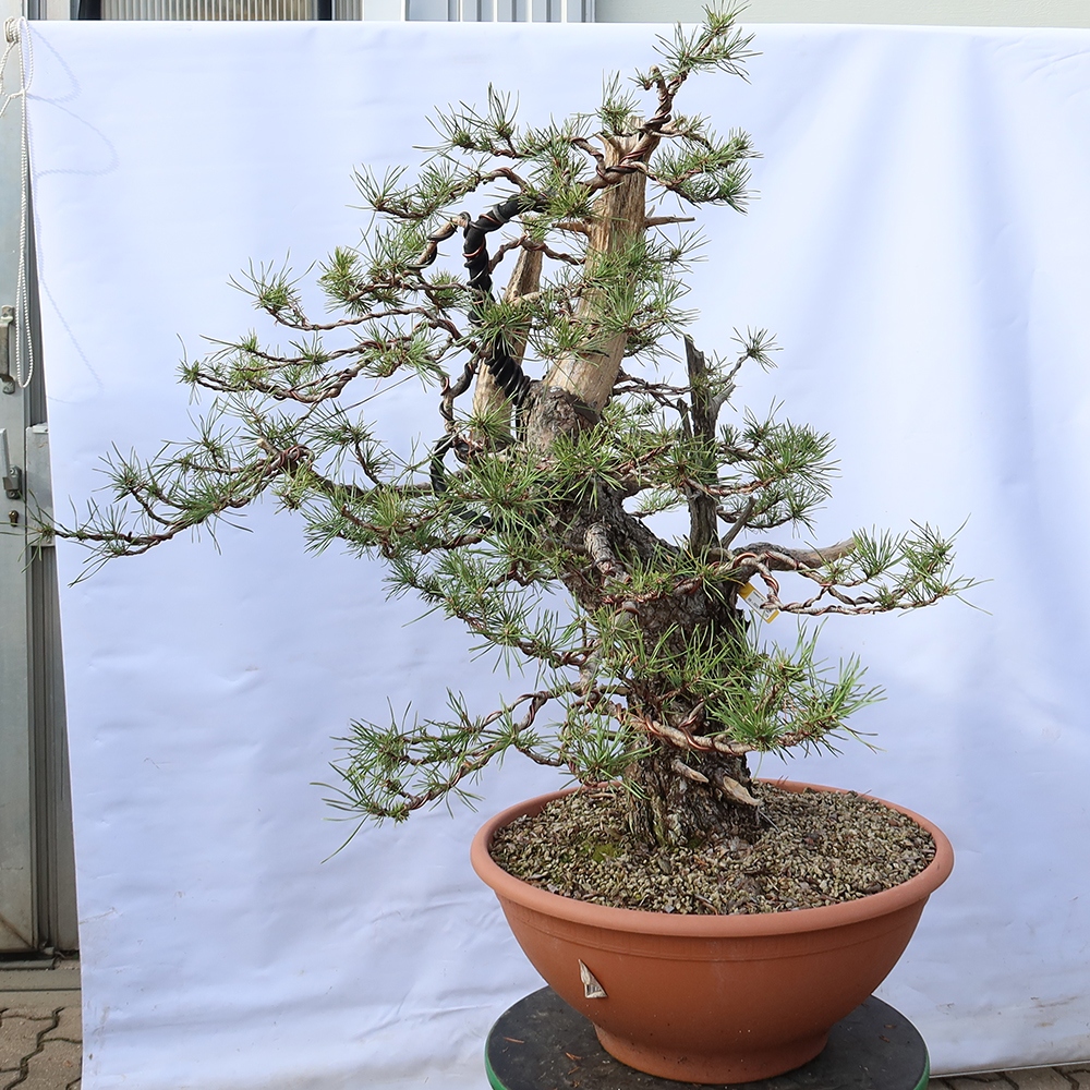 Pinus sylvestris Spanyolország – erdei fenyő