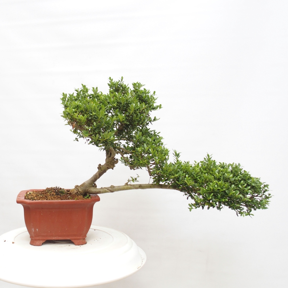 Szobai bonsai - Ilex crenata - Holly