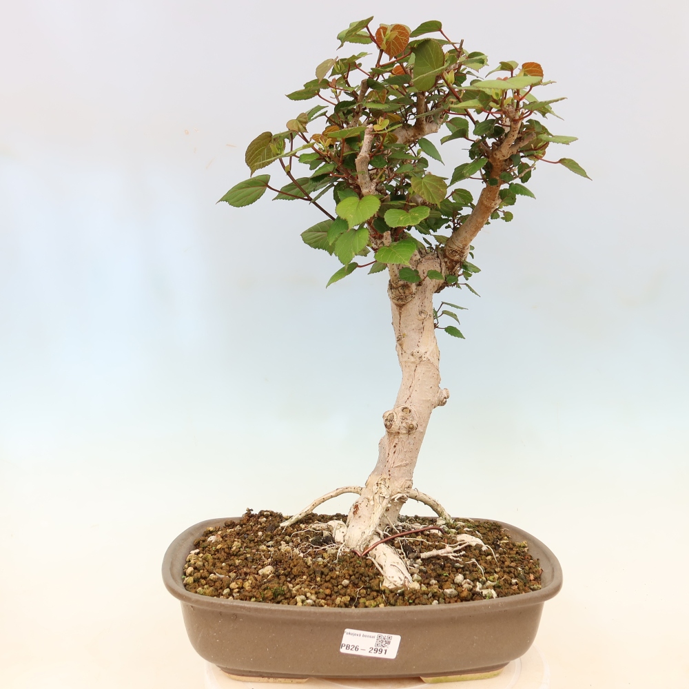 Beltéri bonsai - Hibiscus tiliaceus - tengeri hibiszkusz