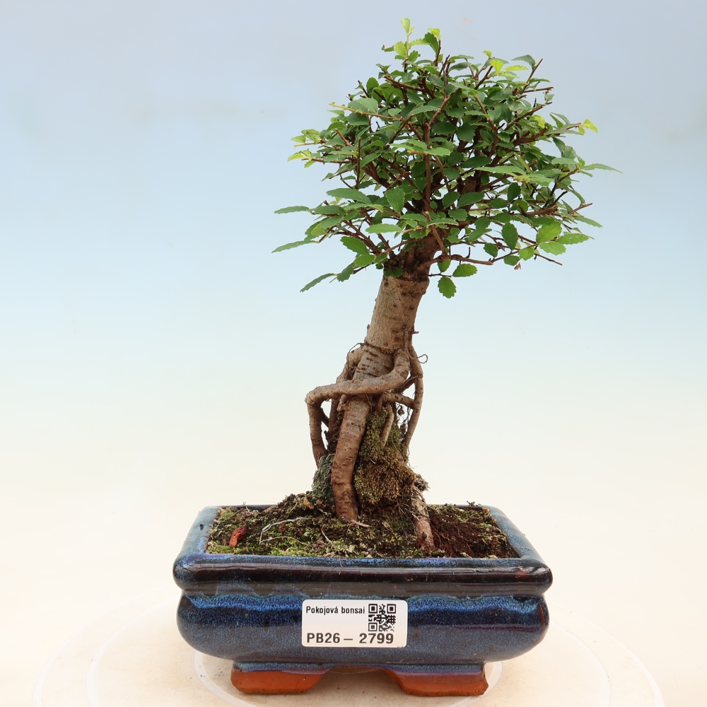 Szobai bonsai - Ulmus parvifolia - Kislevelű szilfa
