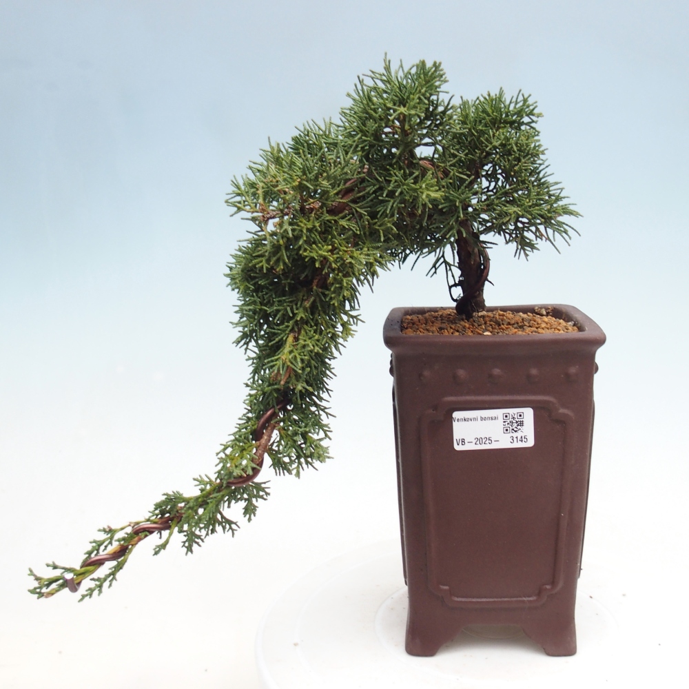 Kültéri bonsai - Juniperus chinensis Kishu