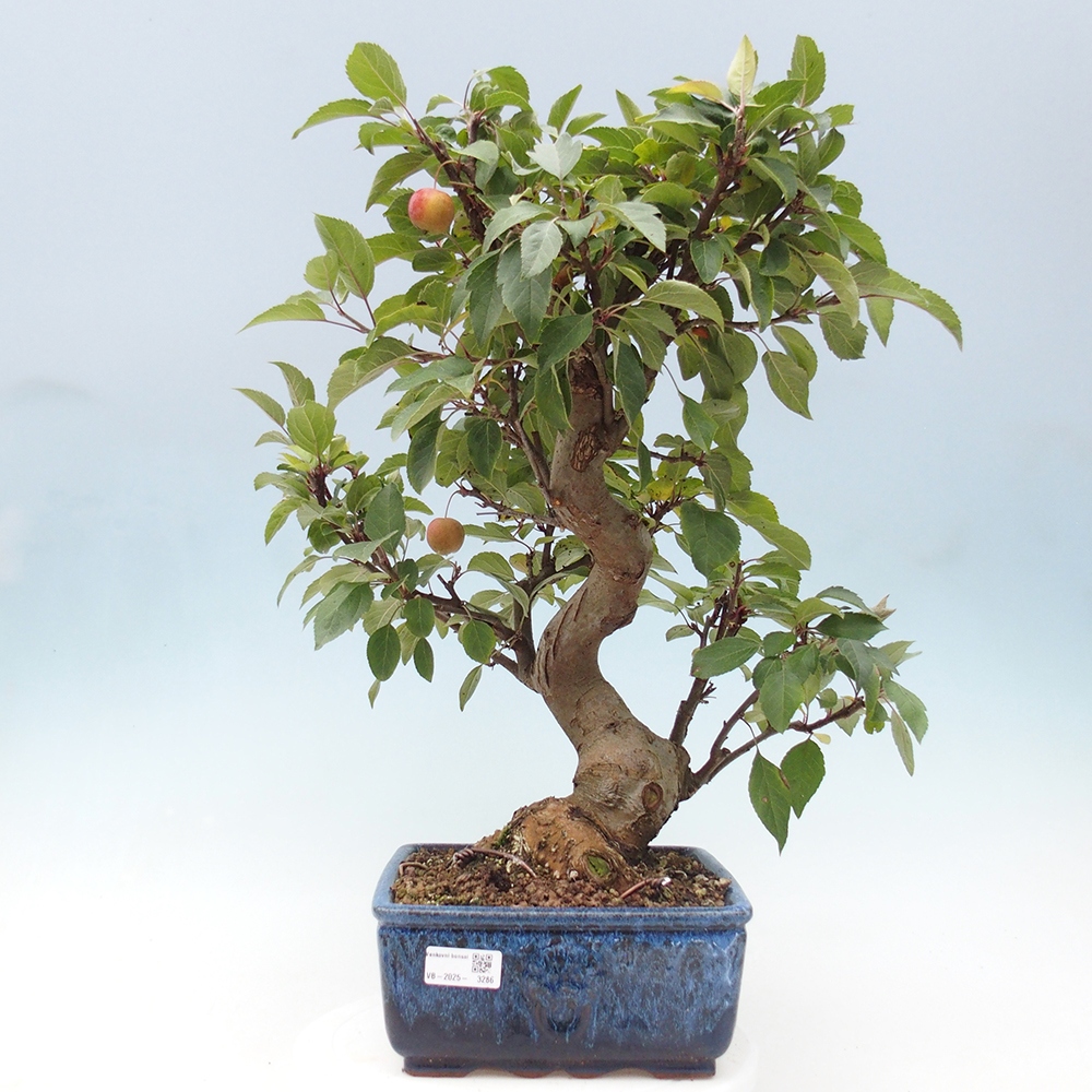 Kültéri bonsai -Malus halliana - Kis gyümölcsű almafa