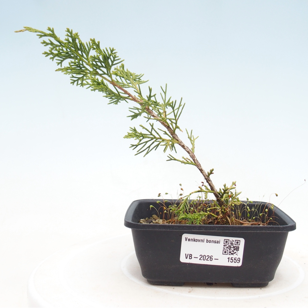Kültéri bonsai - Juniperus chinensis Itoigawa