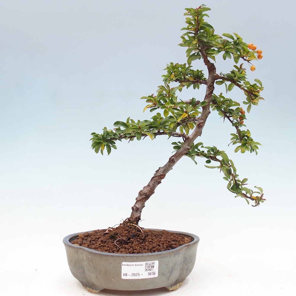 Kültéri bonsai-Pyracantha Teton - Hlox