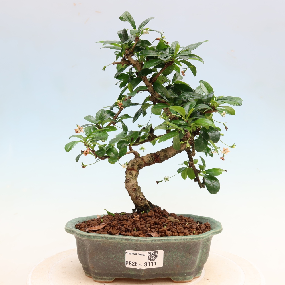 Szobai bonsai - Carmona macrophylla - Tea fuki