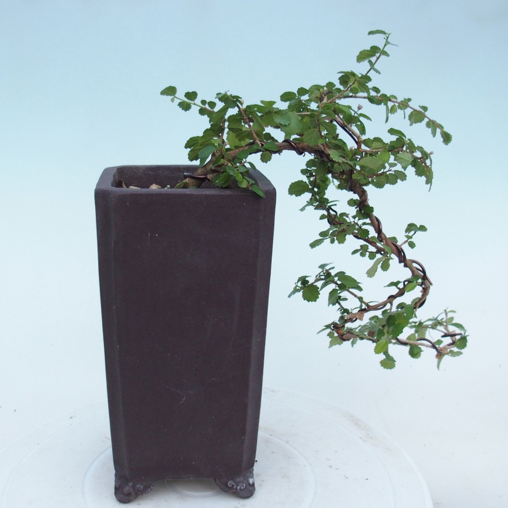 Szobai bonsai - Grewia sp. - Grewia malafolia