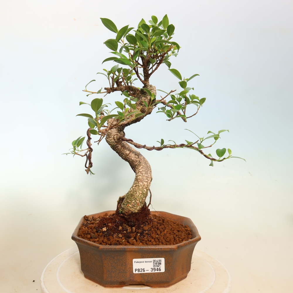 Szobai bonsai - Ficus kimmen - kislevelű fikusz