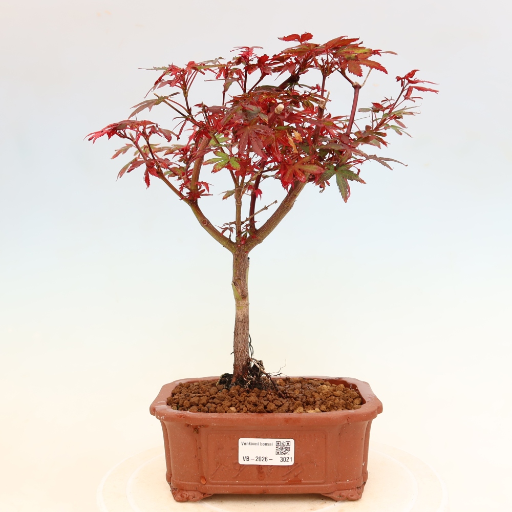 Kültéri bonsai – tenyérlevelű juhar – Acer palmatum Berry Broom 